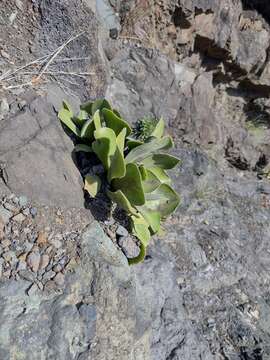 Image of Aeonium canariense subsp. christii (Burchard) Bañares