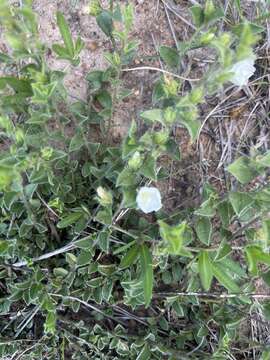 Image of Seddera capensis (E. Mey. ex Choisy) Schinz