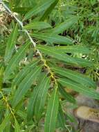 Imagem de Salix irrorata Anderss.