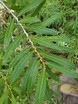 Imagem de Salix irrorata Anderss.