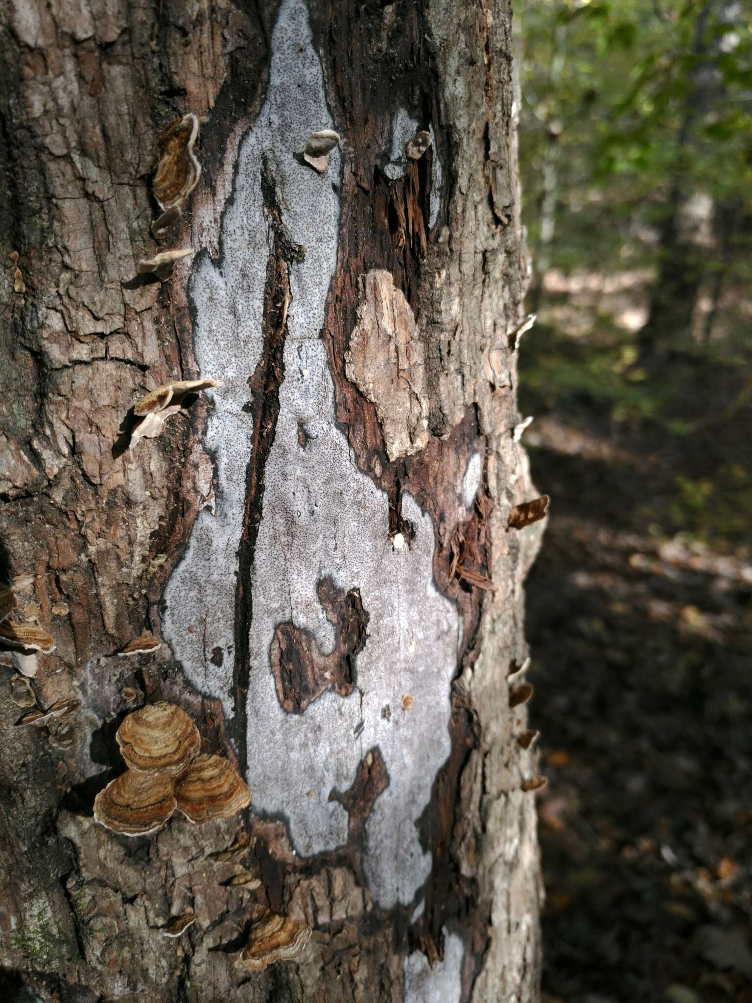 Image de Biscogniauxia atropunctata (Schwein.) Pouzar 1979