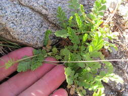 Image of smallflower horkelia