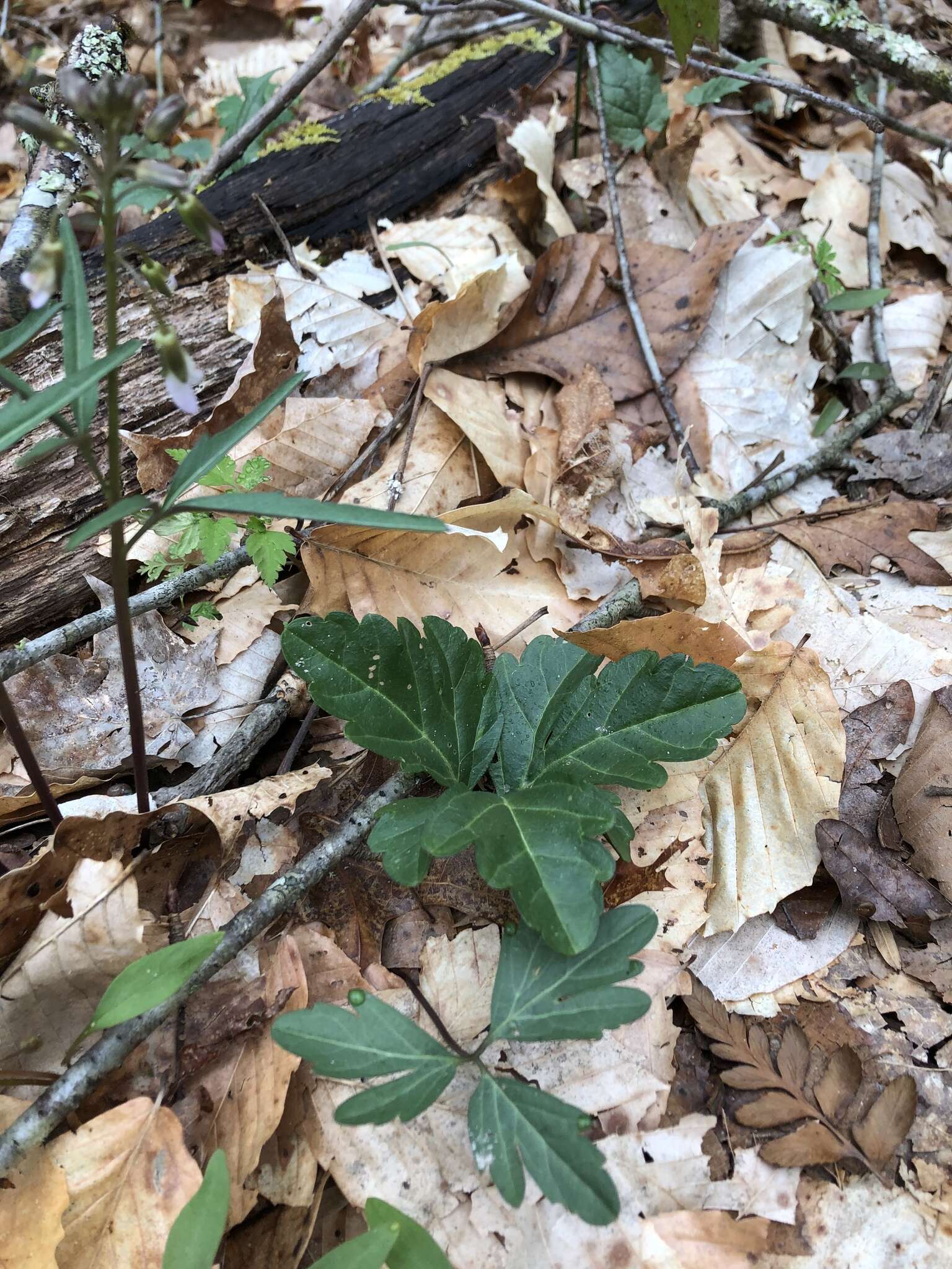 Image of slender toothwort