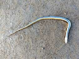 Image of Blackbelly Garter Snake