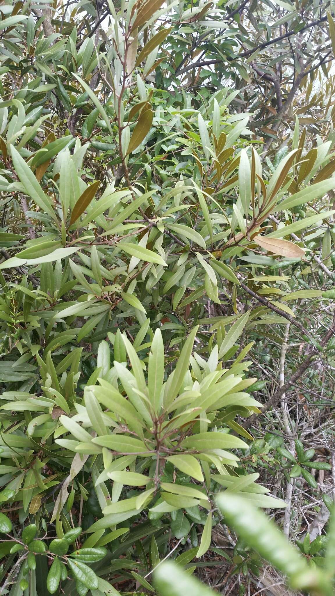 Image de Persea humilis Nash