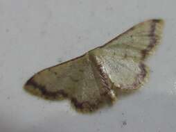 Image of Idaea impexa Butler 1879