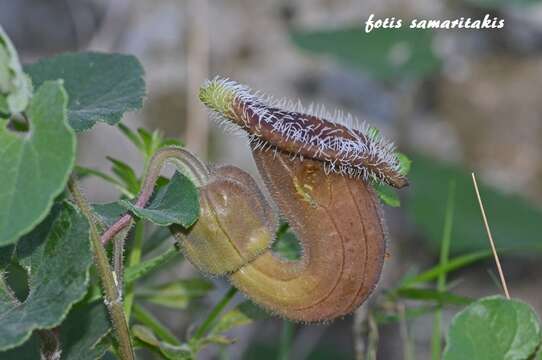 Image of Aristolochia cretica Lam.