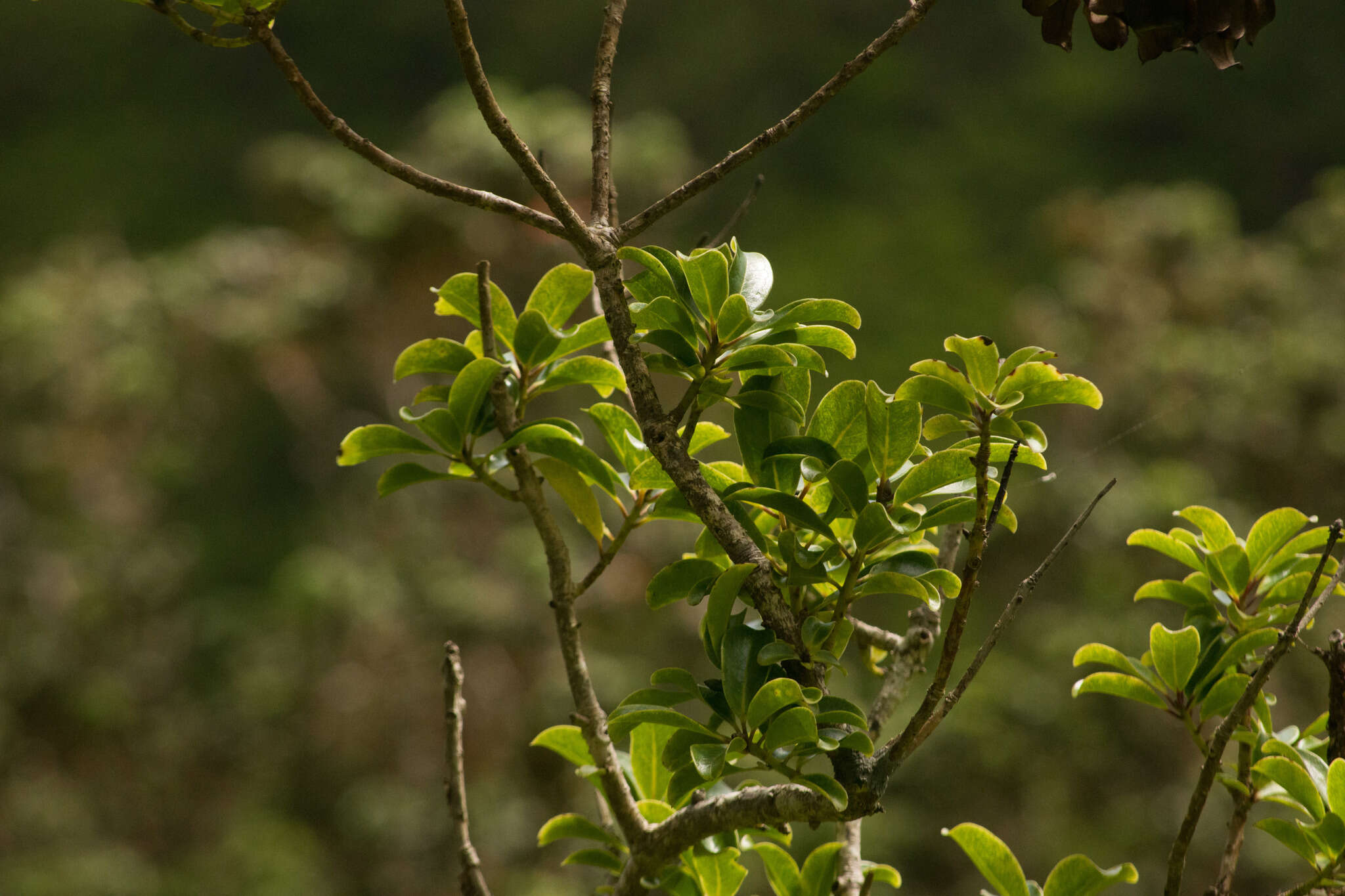 Image of Hawai'i holly