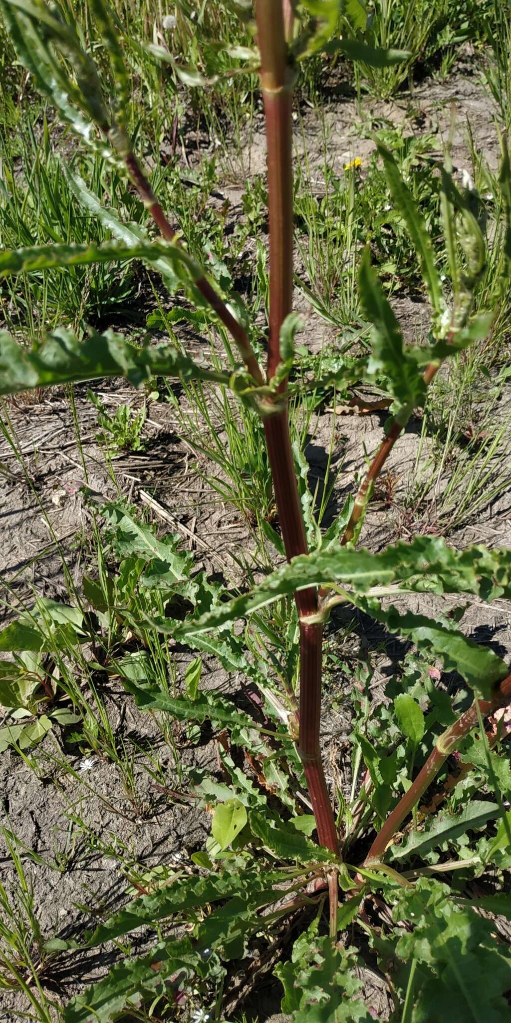 Imagem de Rumex pseudonatronatus (Borb.) Borb. ex Murb.