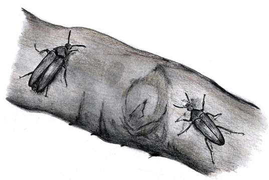 Image of ripiphorid beetles