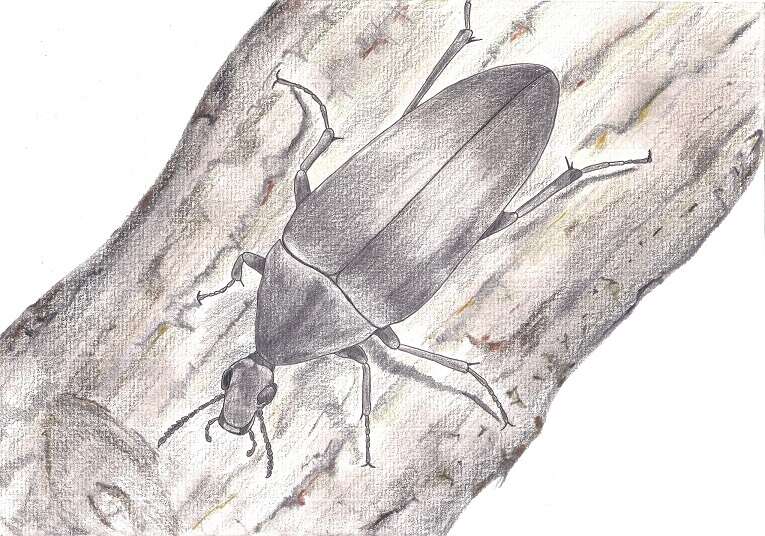 Image of ripiphorid beetles