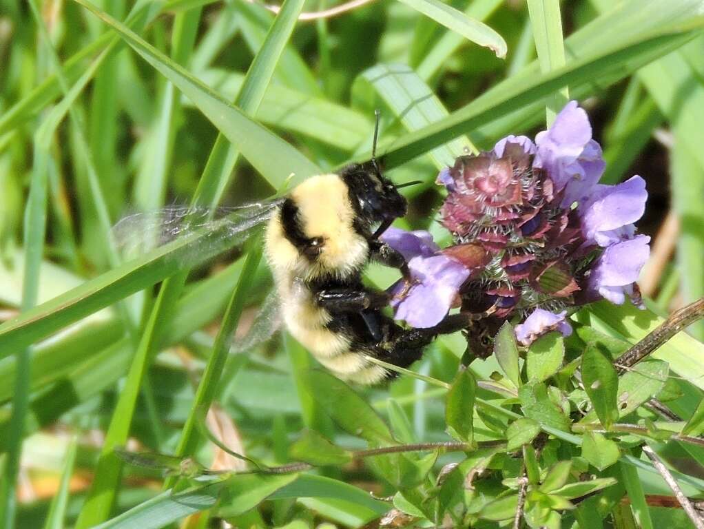 Image of Yellow Bumblebee