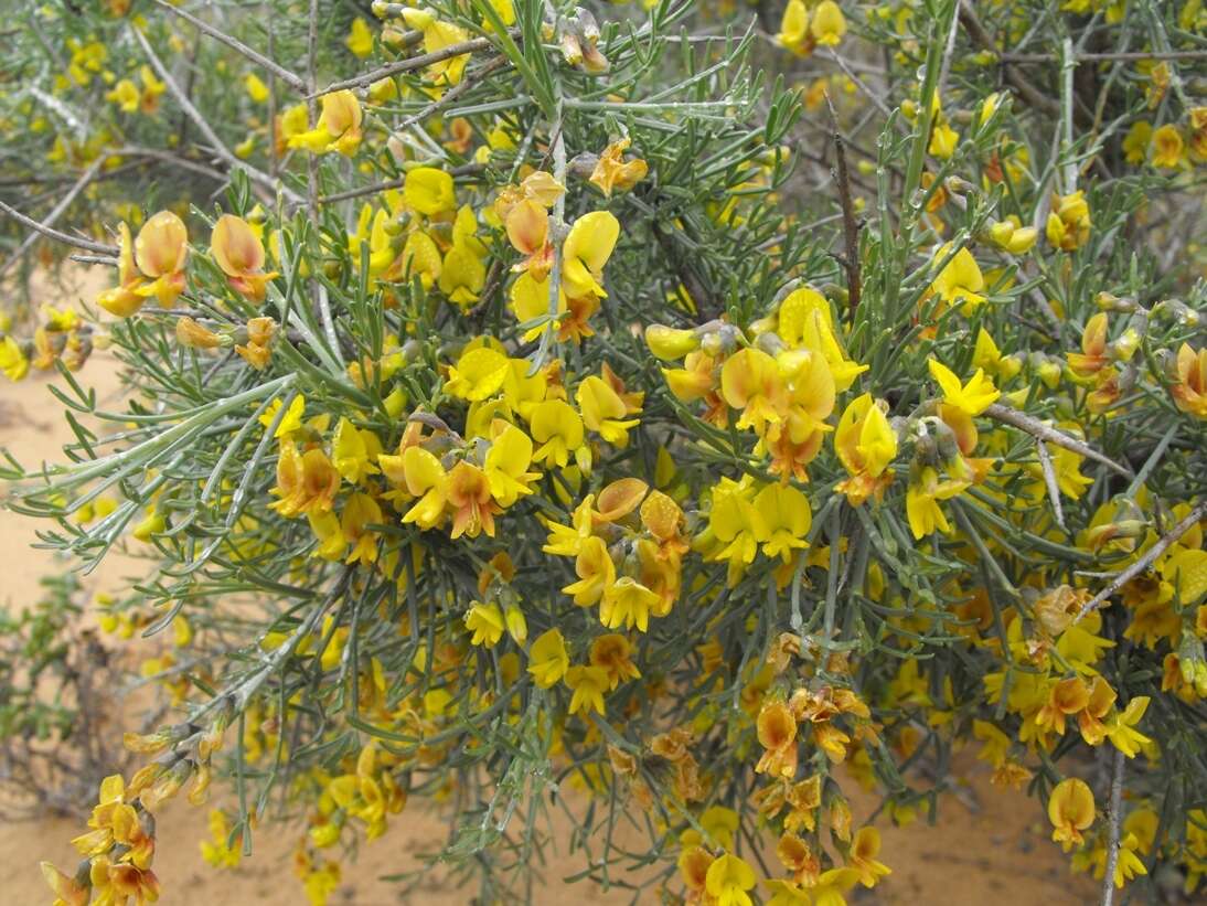 Image of <i>Calobota angustifolia</i>