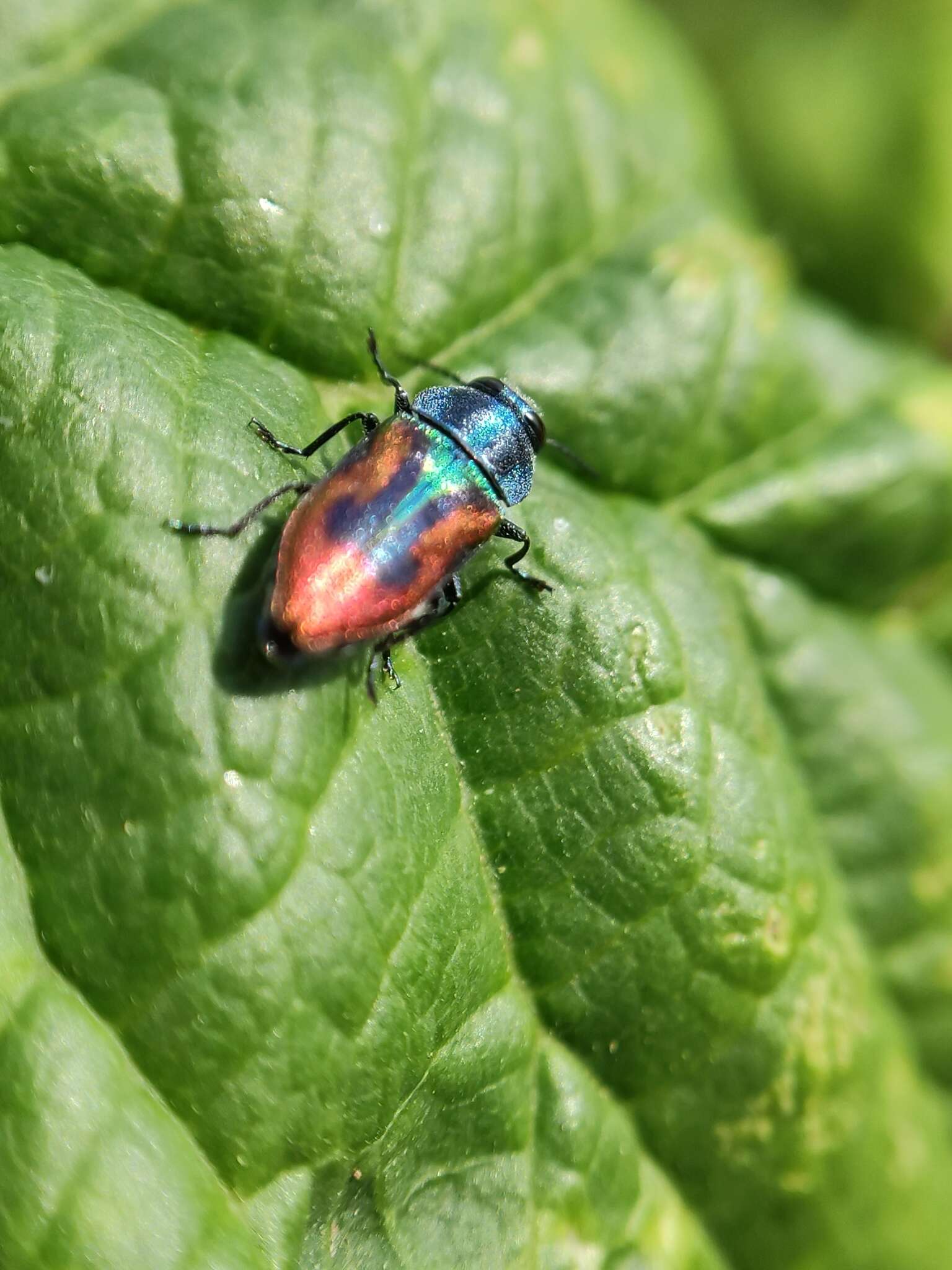 Image of metallic wood-boring beetle