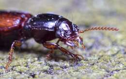 صورة Clivina (Clivina) collaris (Herbst 1784)