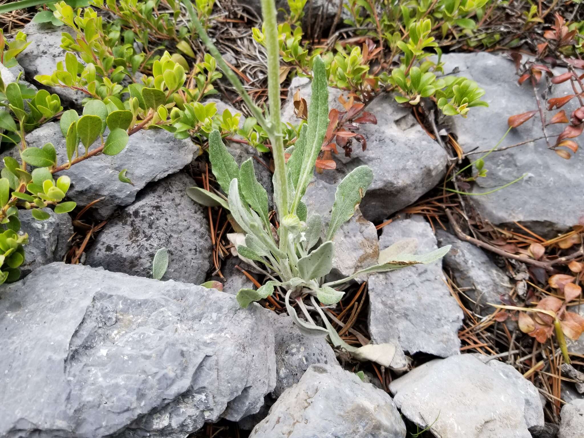 Image of woolly groundsel