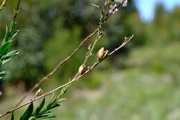 Слика од Freylinia longiflora Benth.