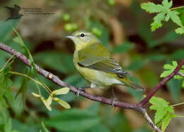 Image of Tennessee Warbler