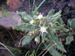 Image of Aspidoglossum heterophyllum E. Mey.