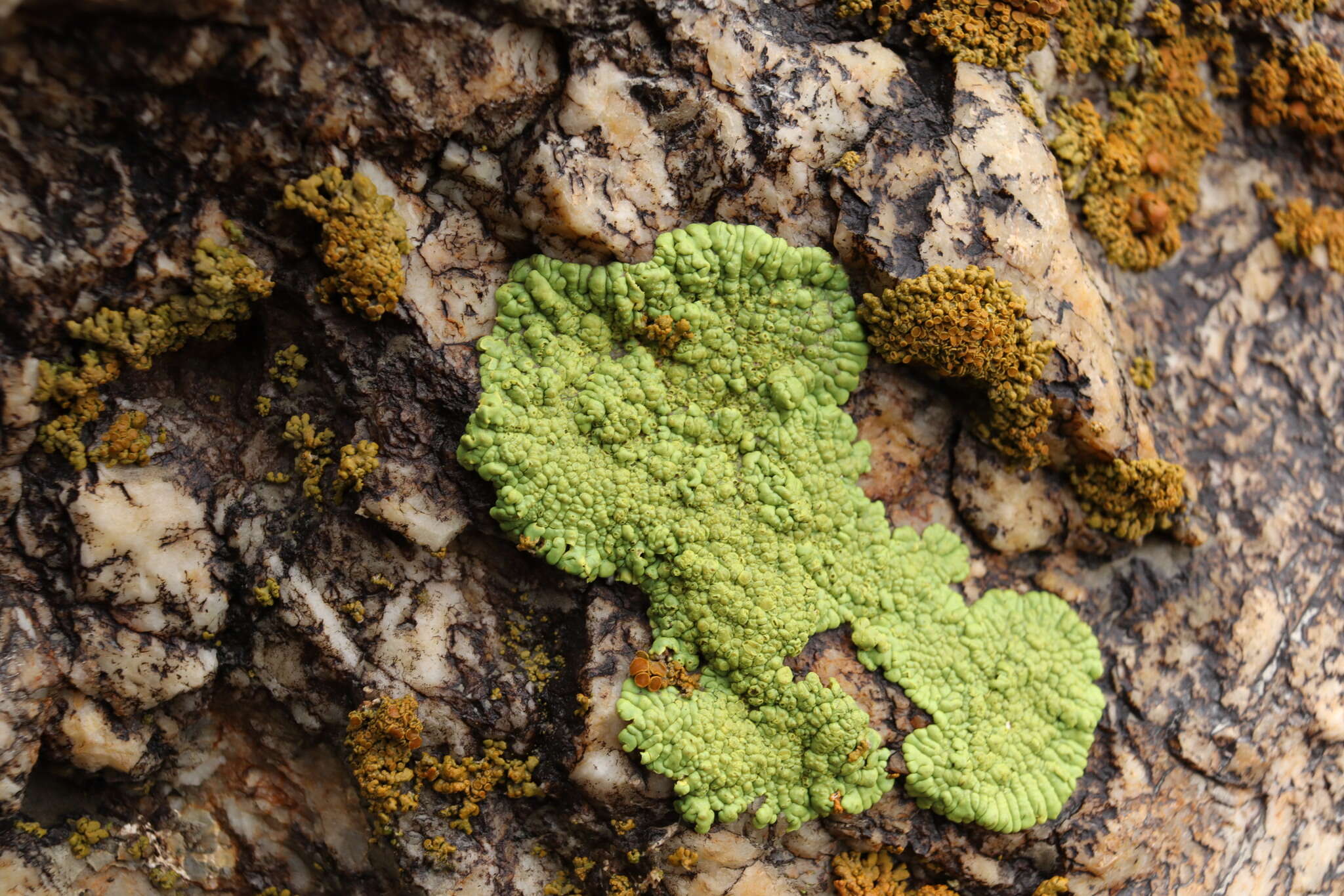 Image of Gold cobblestone lichen