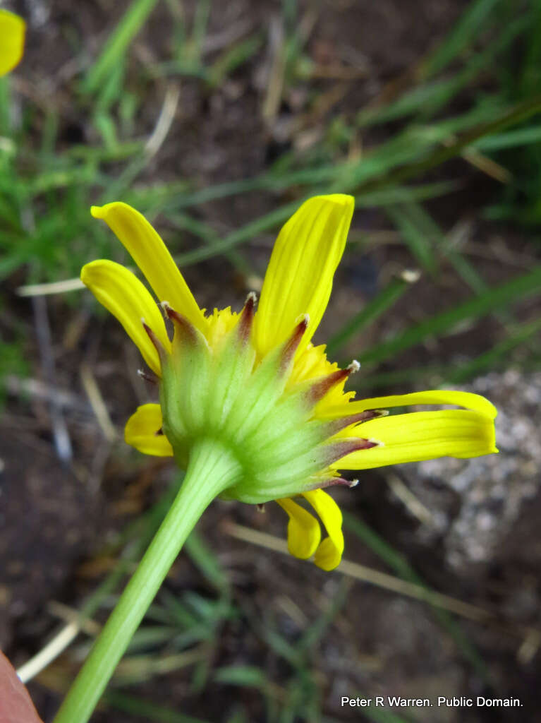 Image of Euryops laxus (Harv.) Burtt Davy