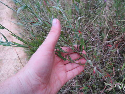 Imagem de Oenothera filiformis (Small) W. L. Wagner & Hoch