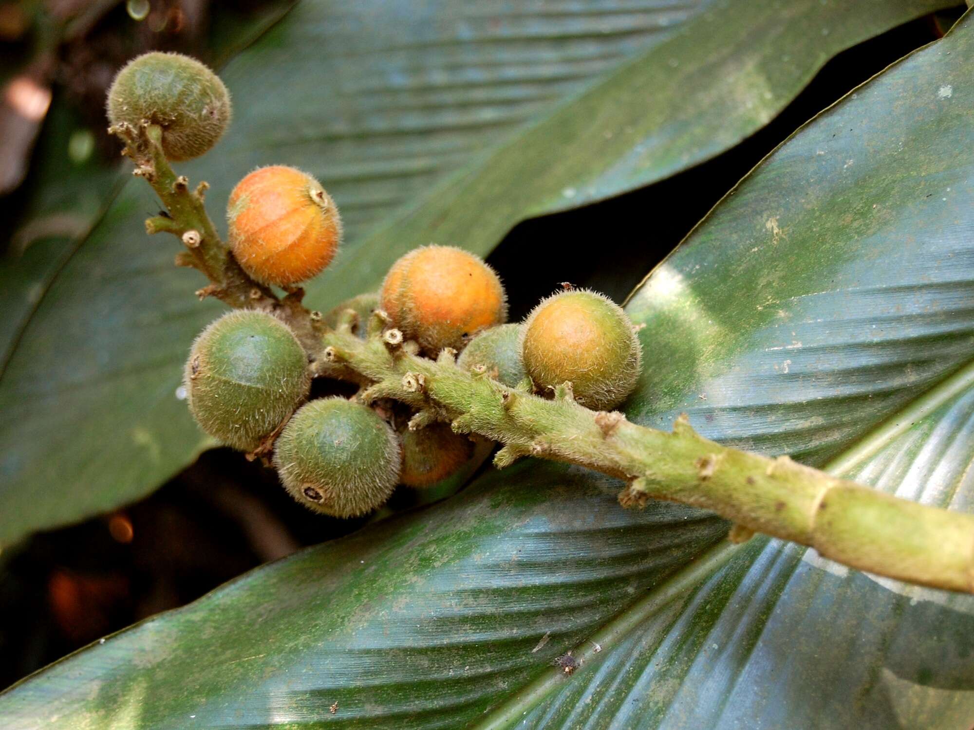 Image of Alpinia malaccensis (Burm. fil.) Roscoe