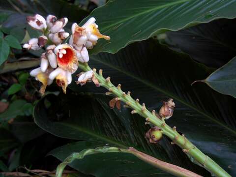 Image of Alpinia malaccensis (Burm. fil.) Roscoe