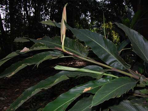 Image of Alpinia malaccensis (Burm. fil.) Roscoe