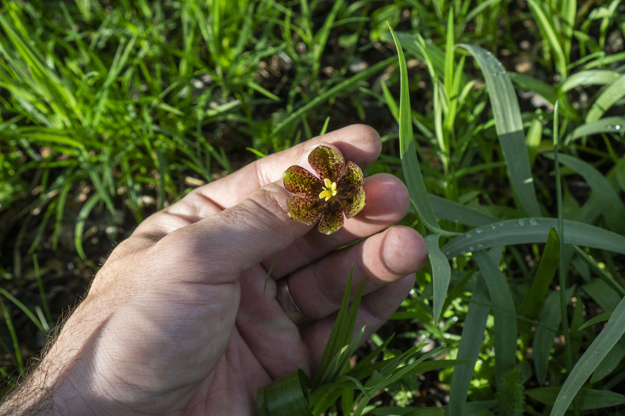 Image of Fritillaria montana Hoppe ex W. D. J. Koch