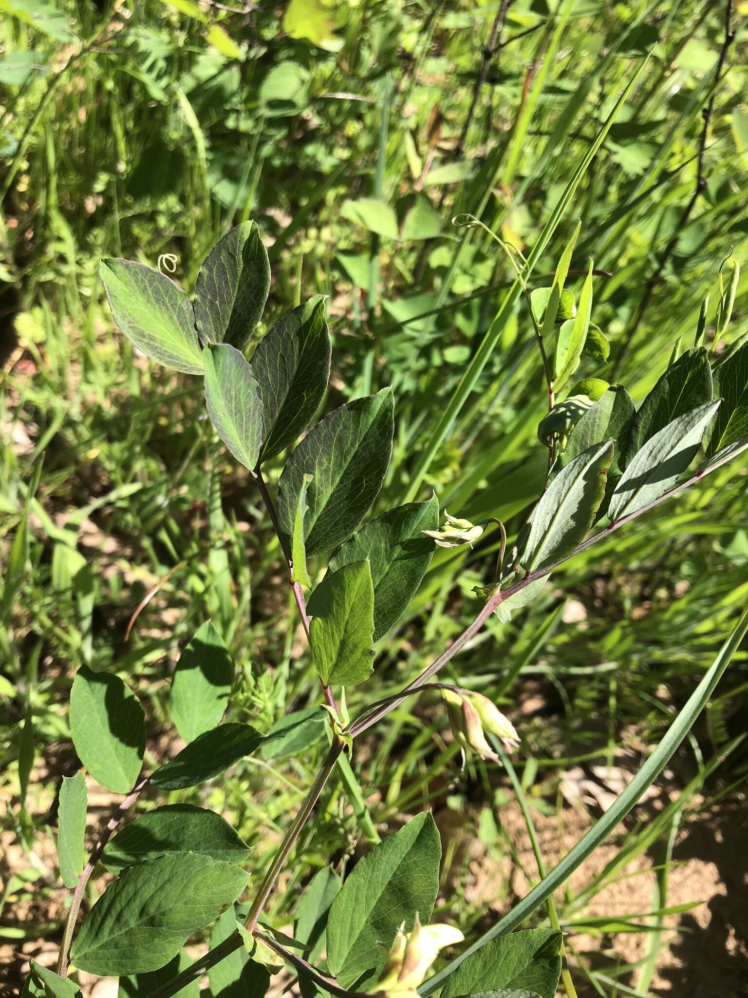 Imagem de Lathyrus holochlorus (Piper) C. L. Hitchc.