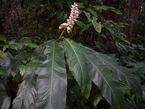 Image of Alpinia malaccensis (Burm. fil.) Roscoe