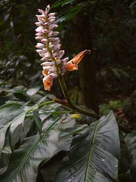 Image of Alpinia malaccensis (Burm. fil.) Roscoe