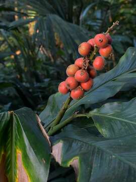 Image of Alpinia malaccensis (Burm. fil.) Roscoe