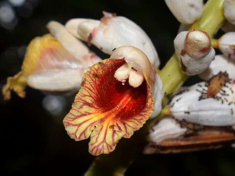 Image of Alpinia malaccensis (Burm. fil.) Roscoe