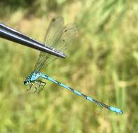 Coenagrion lanceolatum (Selys ex Selys & McLachlan 1872) resmi