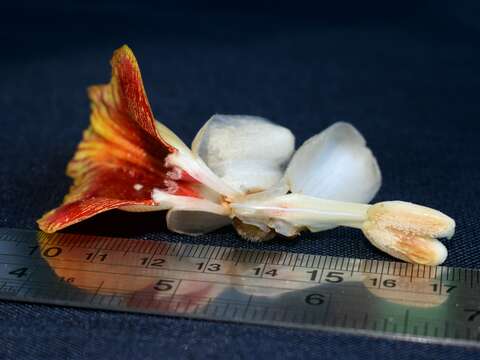 Image of Alpinia malaccensis (Burm. fil.) Roscoe