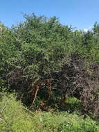 Image of Ehretia rigida subsp. nervifolia Retief & A. E. van Wyk