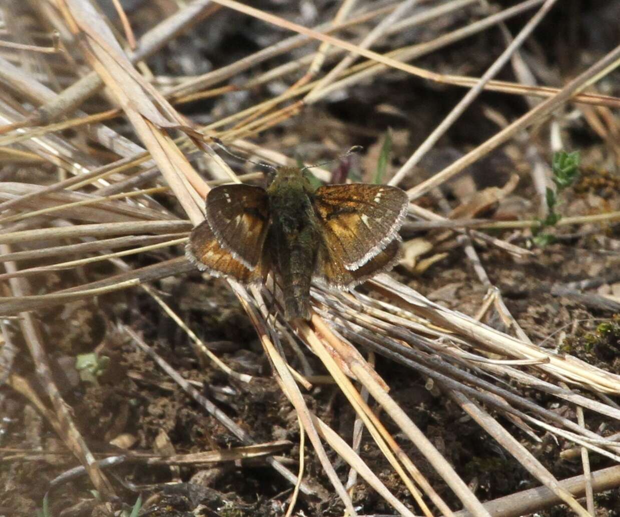 Слика од Hesperia metea Scudder 1863