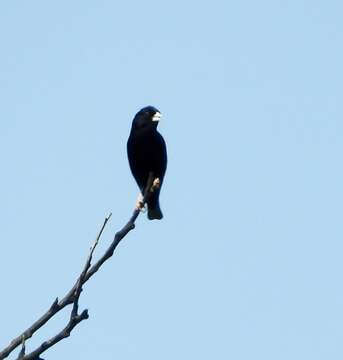 Image of Dusky Indigobird