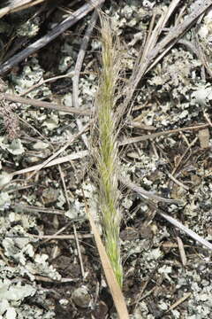 Image of clovenfoot plumegrass