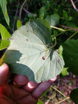 Image of heartleaf peppervine