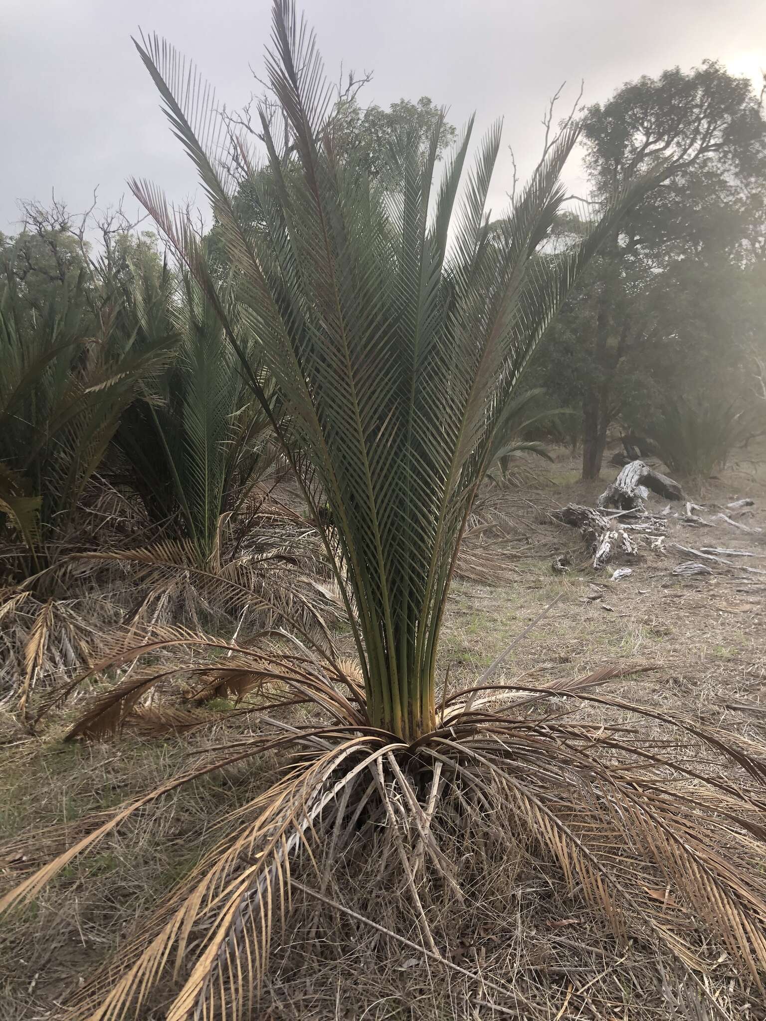 Image of Macrozamia fraseri Miq.