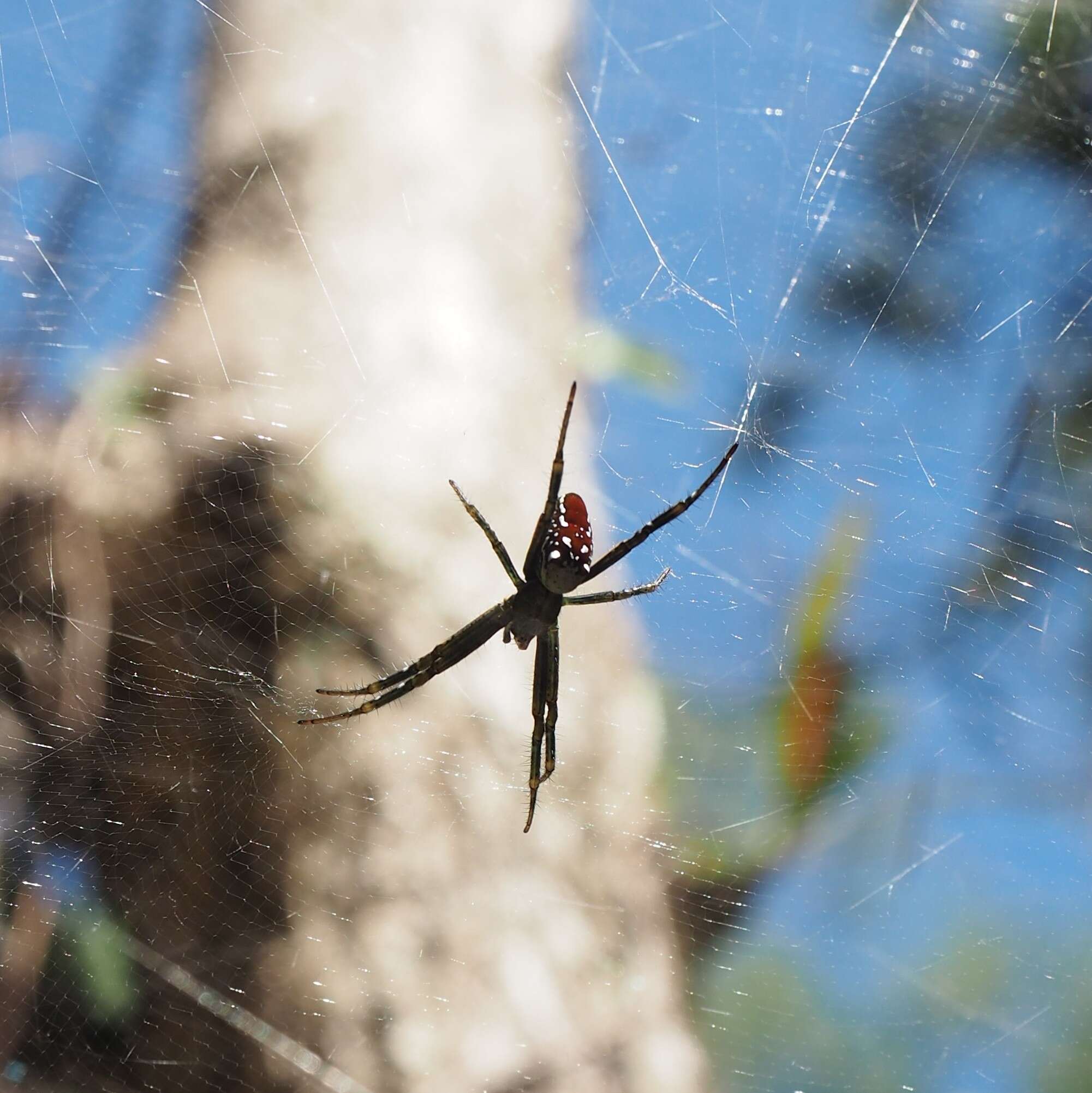 Imagem de Cyrtophora moluccensis cupidinea (Thorell 1875)