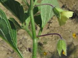 Image de Physalis pumila var. hispida (Waterf.) J. R. Sullivan