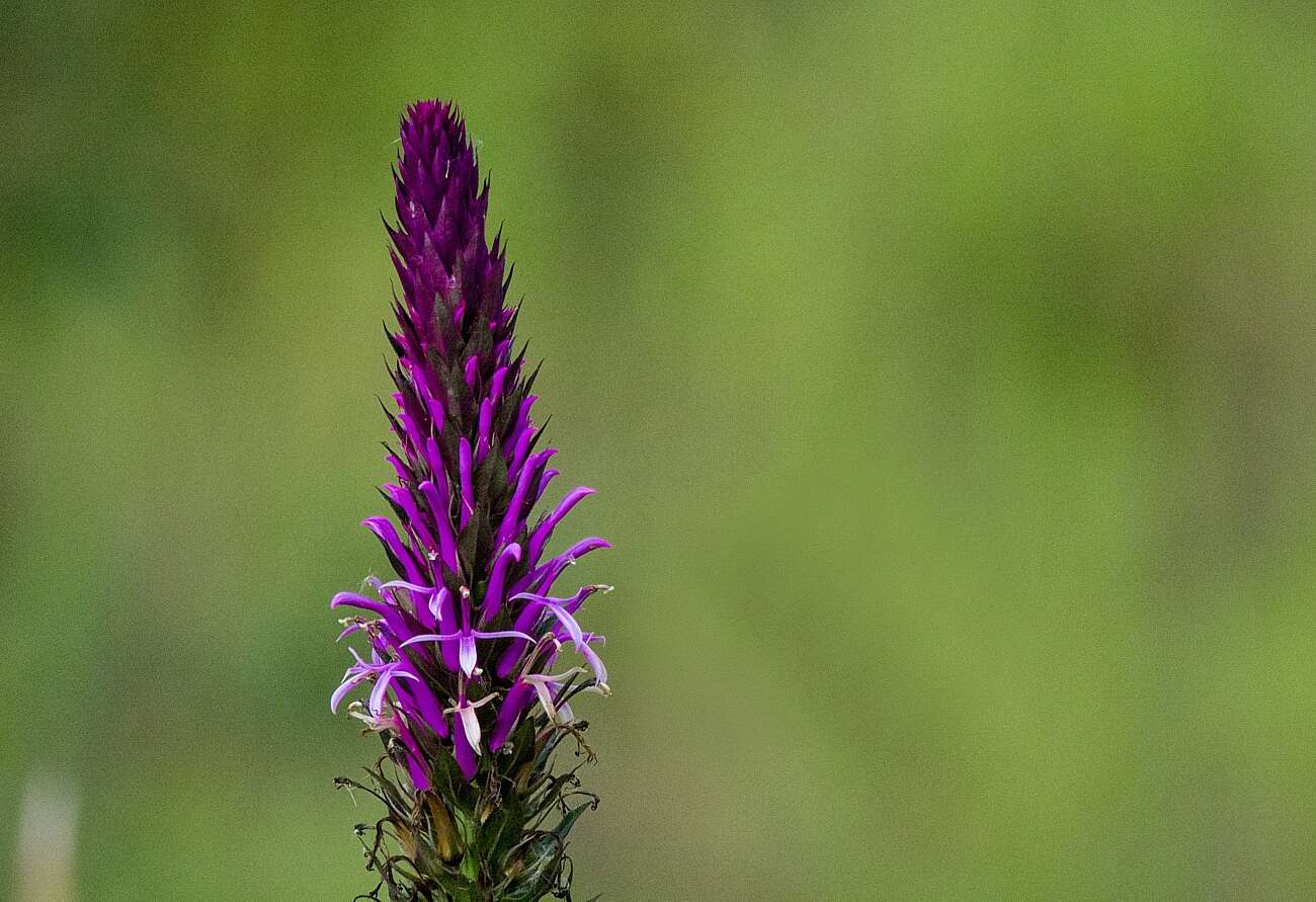 Plancia ëd Lobelia brasiliensis A. O. S. Vieira & G. J. Sheph.