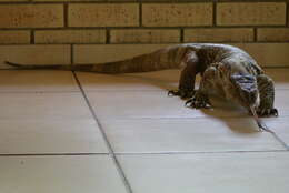 Image of White-throated Monitor