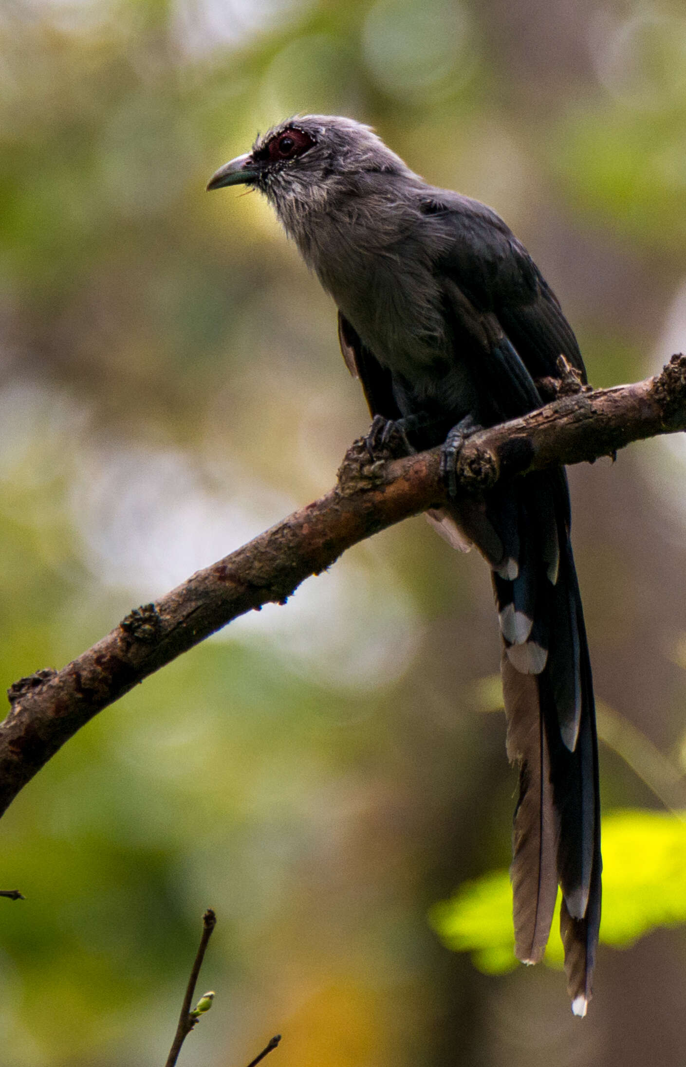 Image of Green-billed Malkoha