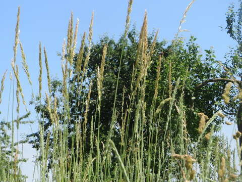 Image of Button Grass