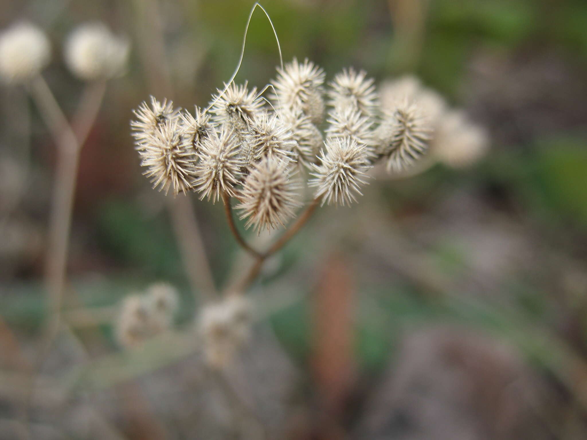 Image of spreading hedgeparsley